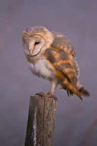 Lechuza común Tyto alba EN: Barn Owl