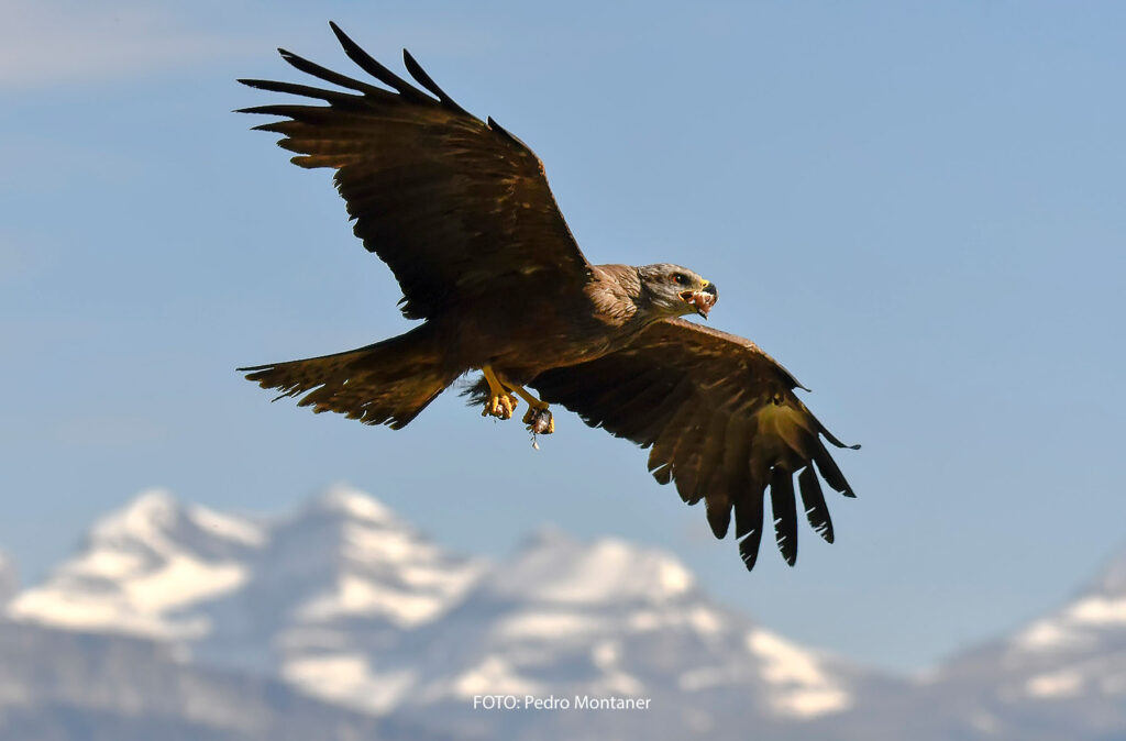 Milano negro Milvus migrans Black Kite