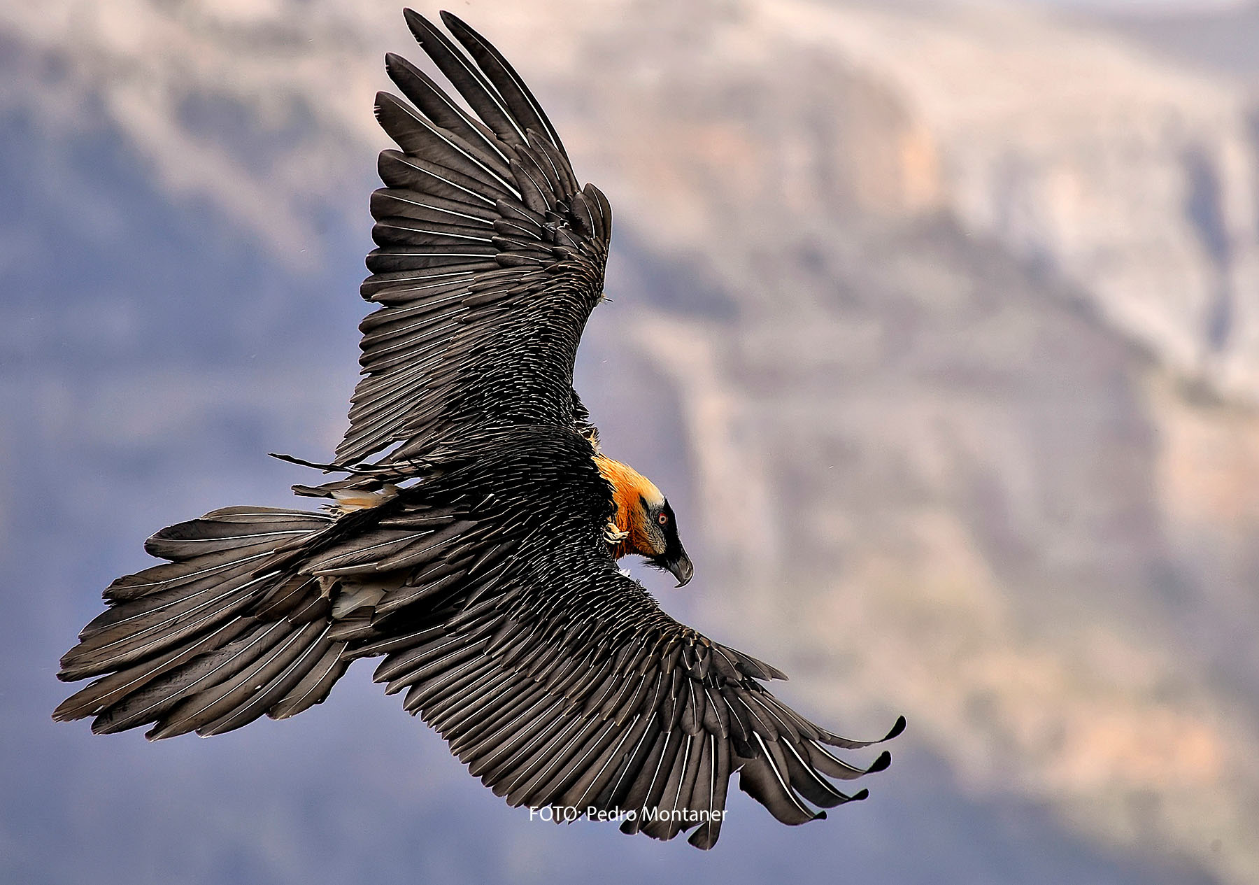 Quebrantahuesos Gypaetus barbatus Bearded Vulture