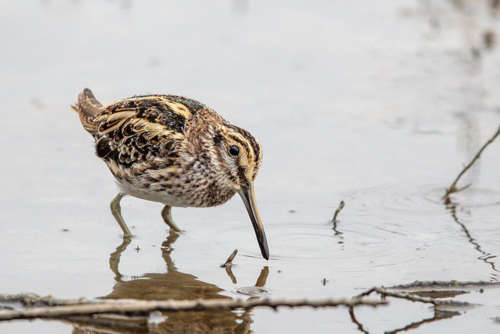 Agachadiza chica Lymnocryptes minimus Jack Snipe