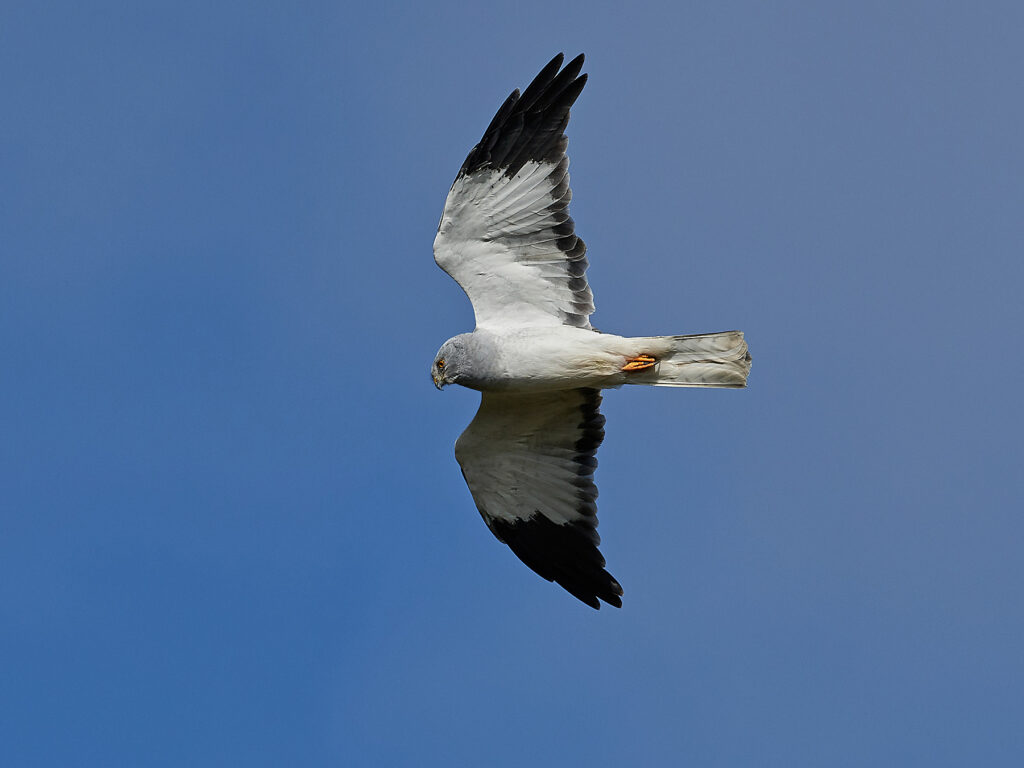 Aguilucho pálido Circus cyaneus Northern Harrier