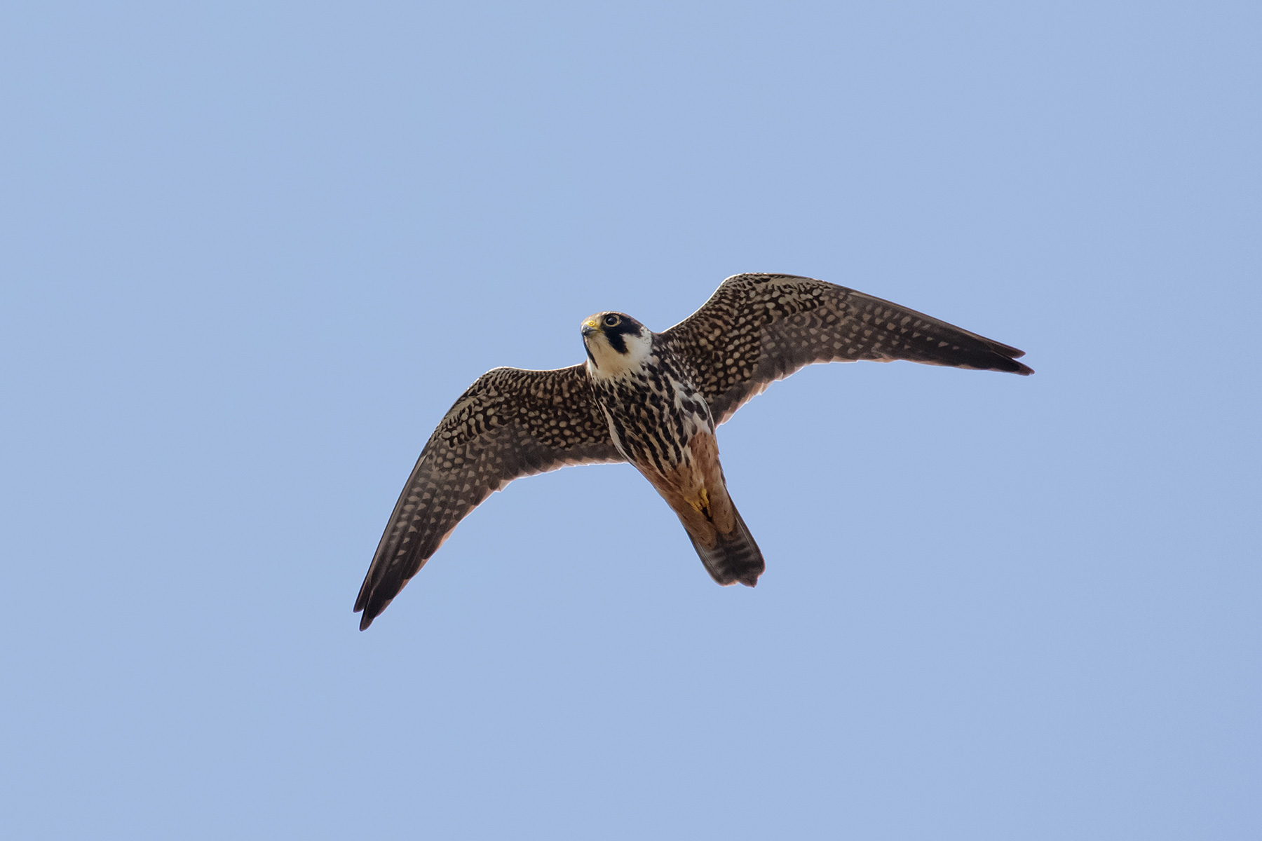 Alcotán europeo Falco subbuteo Eurasian Hobby