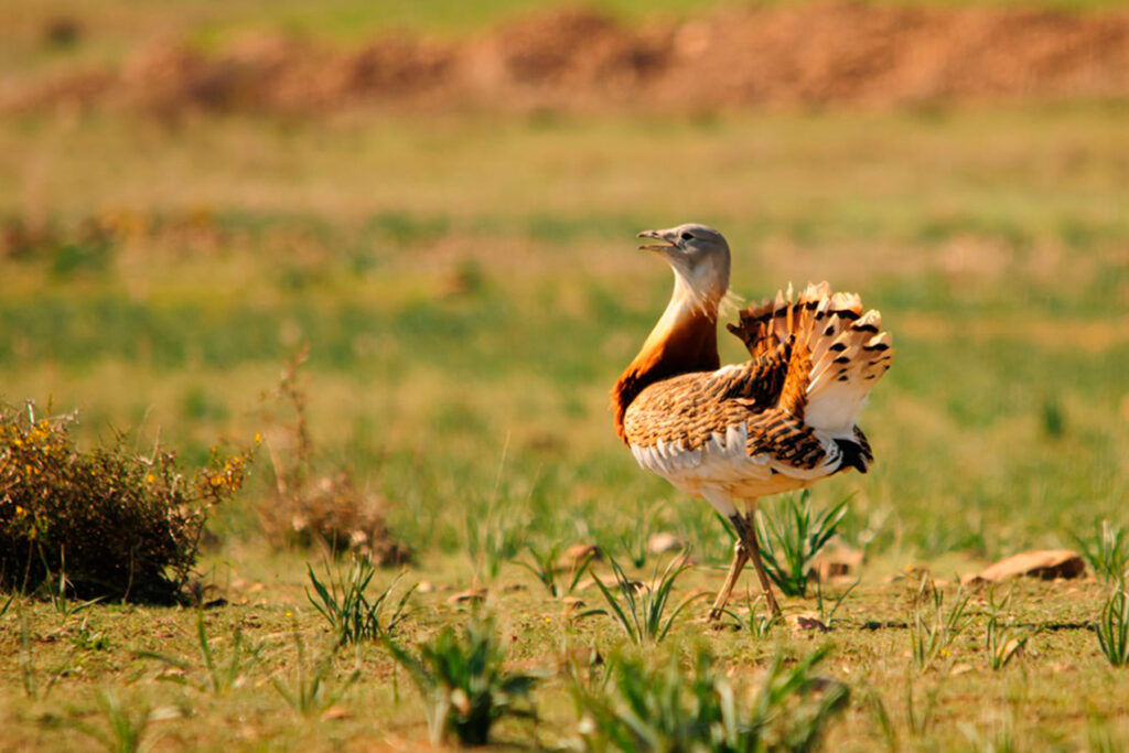 Avutarda común Otis tarda EN: Great Bustard