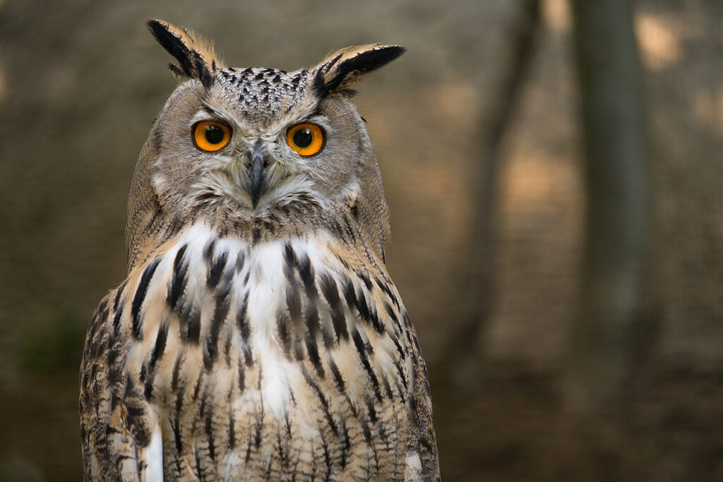 Búho real Bubo bubo Eurasian Eagle-Owl