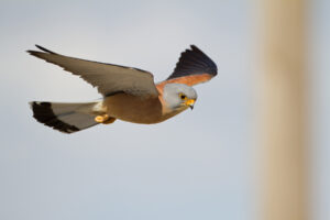Cernícalo primilla Falco naumanni Lesser Kestrel