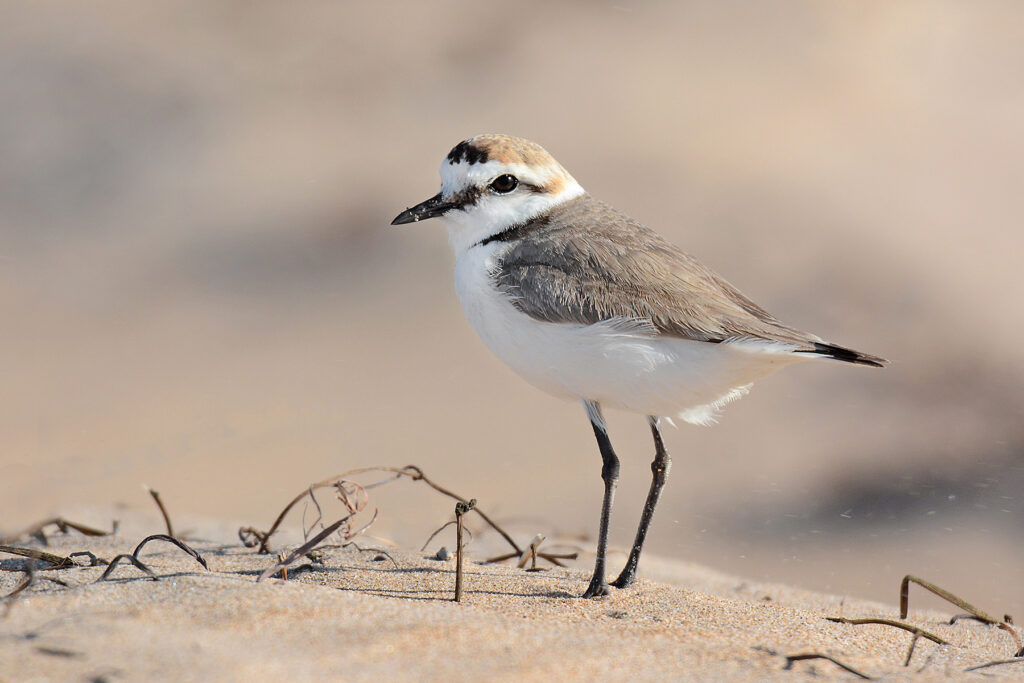 Chorlitejo patinegro Charadrius alexandrinus Kentish Plover