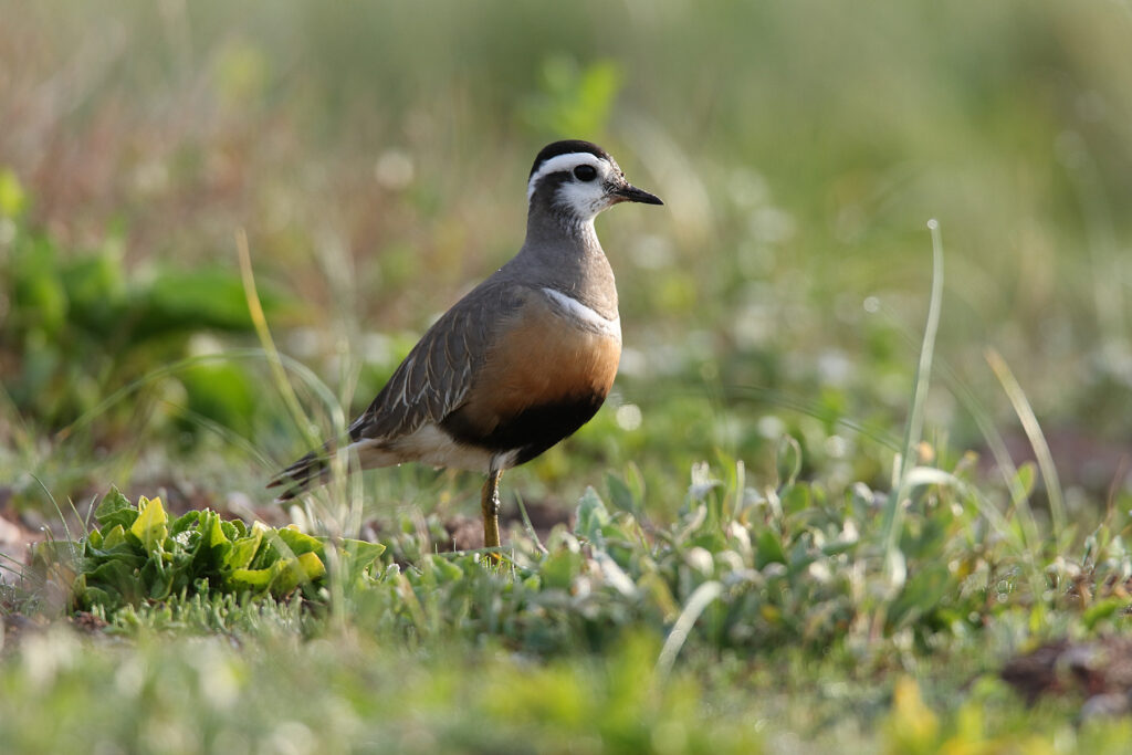 Chorlito carambolo Charadrius morinellus Eurasian Dotterel