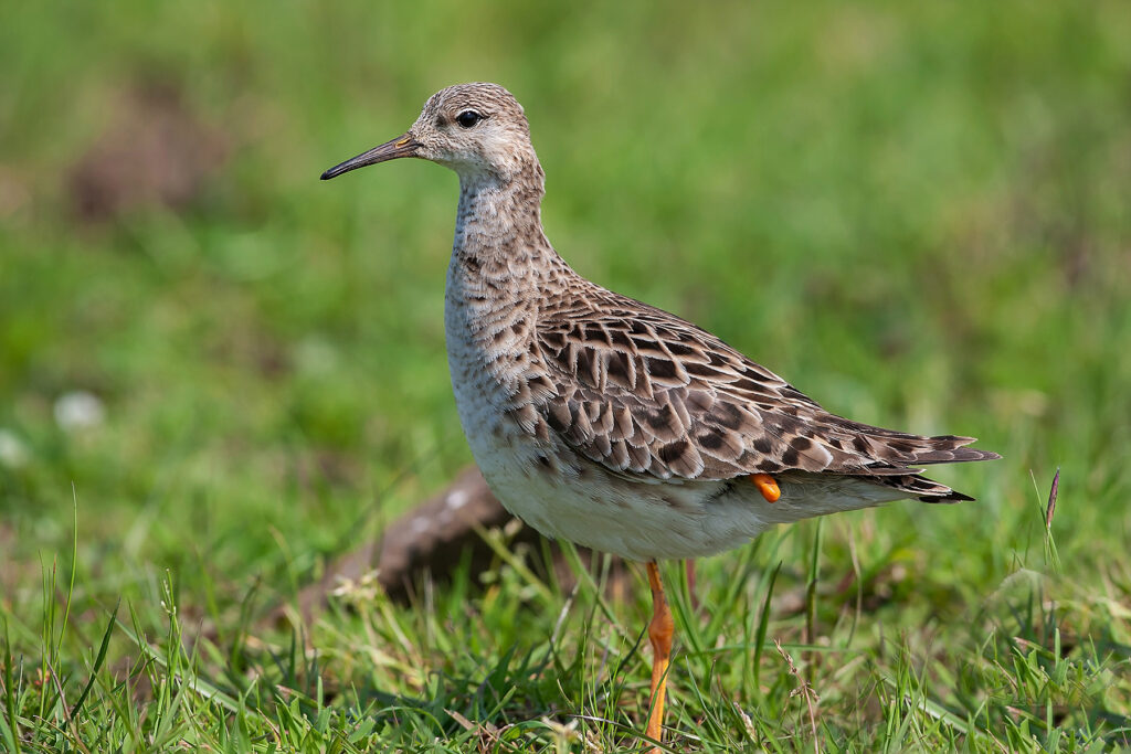 Combatiente Philomachus pugnax Ruff