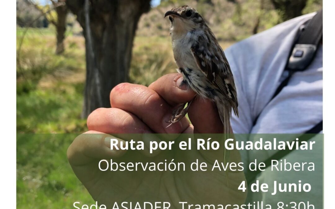 Mini Maratón ornitológico de Birding Aragón en Sierra de Albarracín