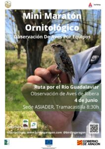 Mini Maratón ornitológico de Birding Aragón en Sierra de Albarracín