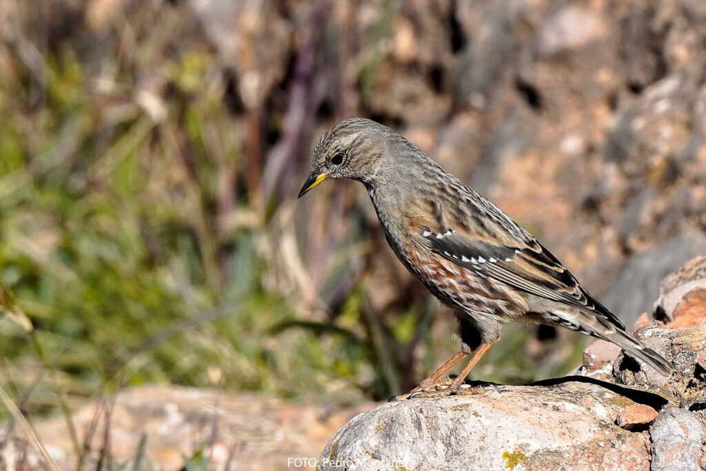 Acentor alpino Prunella collaris Alpine Accentor