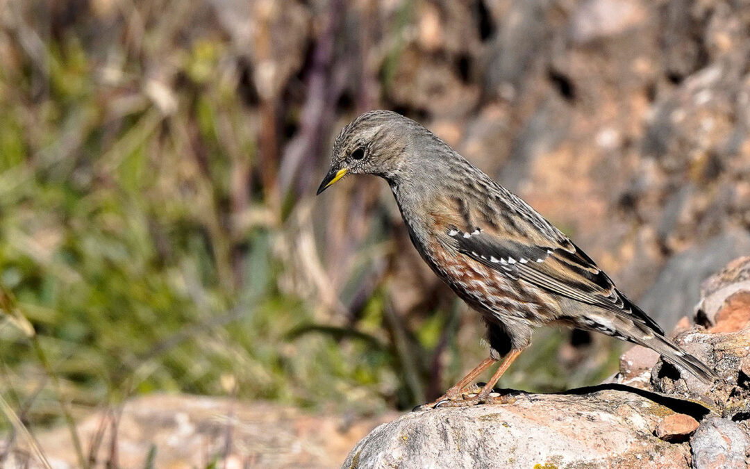 Alpine Accentor