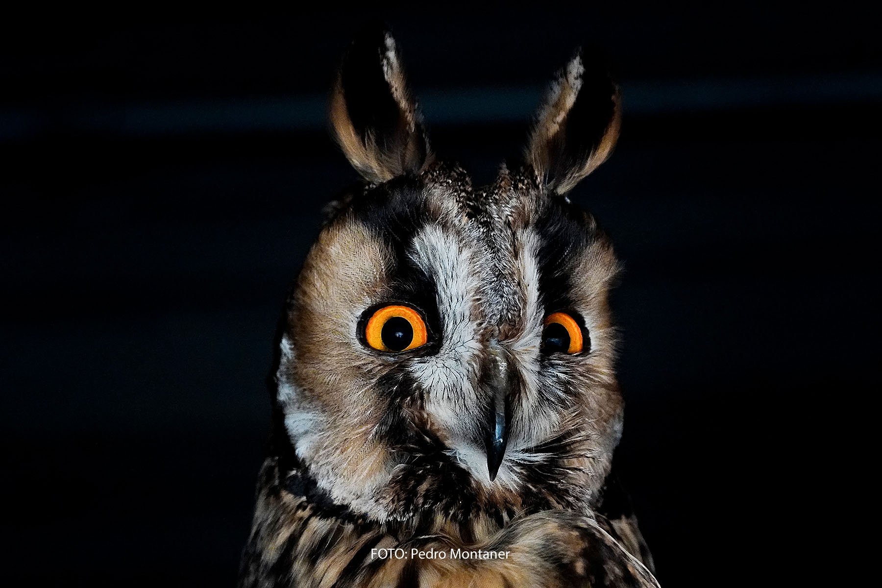 Búho chico Asio otus Long-eared Owl