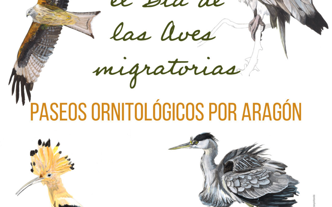 Aragón celebra el Día de las Aves Migratorias con una jornada histórica por todo el territorio