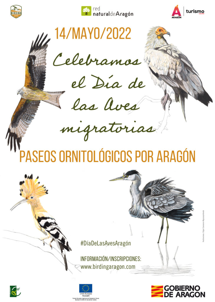 Aragón celebra el Día de las Aves Migratorias con una jornada histórica por todo el territorio