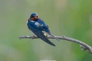 Golondrina común Hirundo rustica Barn Swallow