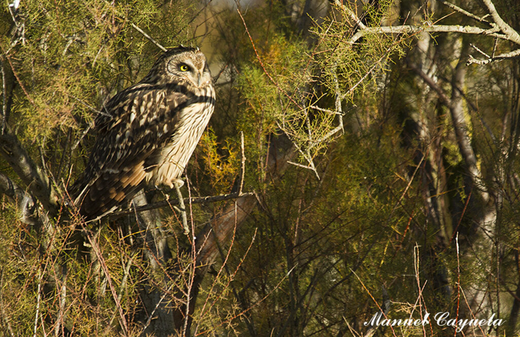 Búho campestre Asio flammeus Short-eared Owl