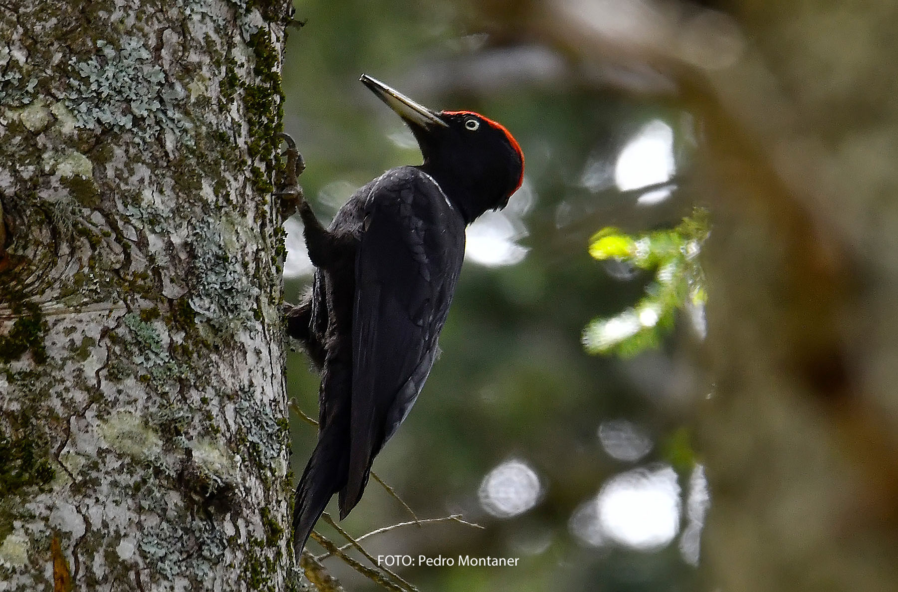 Picamaderos negro Dryocopus martius Black Woodpecker
