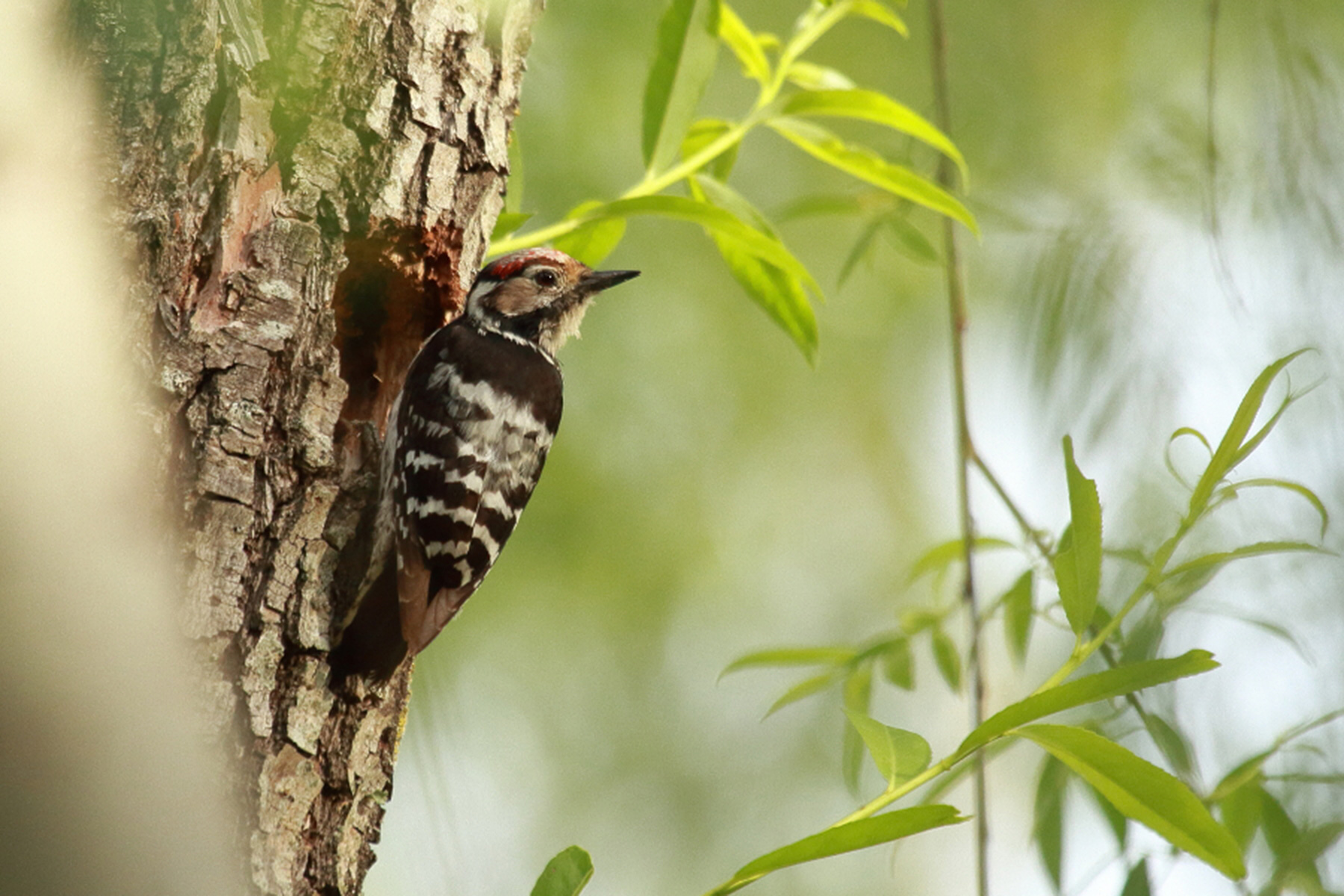 Pico menor Dendrocopos minor Lesser Spotted Woodpecker
