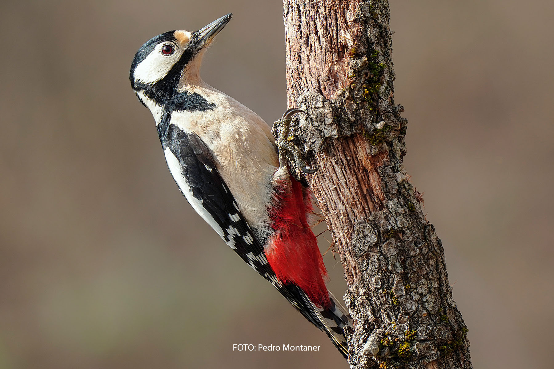 Pico picapinos Dendrocopos major Great Spotted Woodpecker