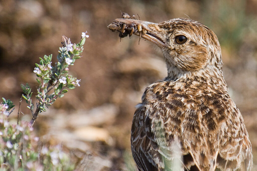 Alondra ricotí Chersophilus duponti Dupont's Lark