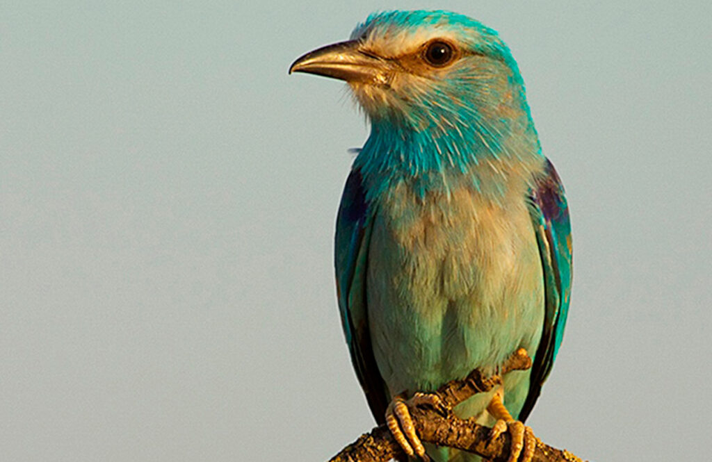 Carraca europea Coracias garrulus European Roller
