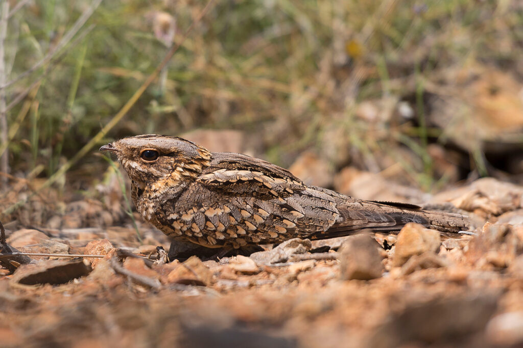 Chotacabras cuellirrojo Caprimulgus ruficollis Red-necked Nightjar