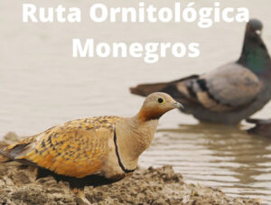 Actividad familiar de observación de aves e interpretación del paisaje en Monegros