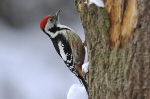 Pico mediano Dendrocopos medius Middle Spotted Woodpecker