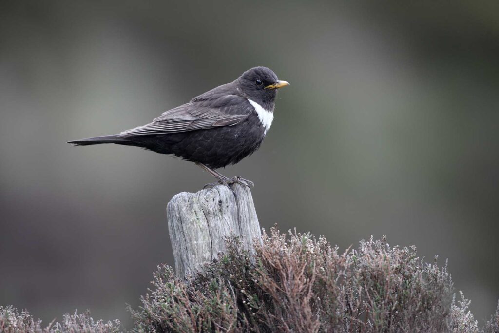 Mirlo capiblanco Turdus torquatus EN: Ring Ouzel