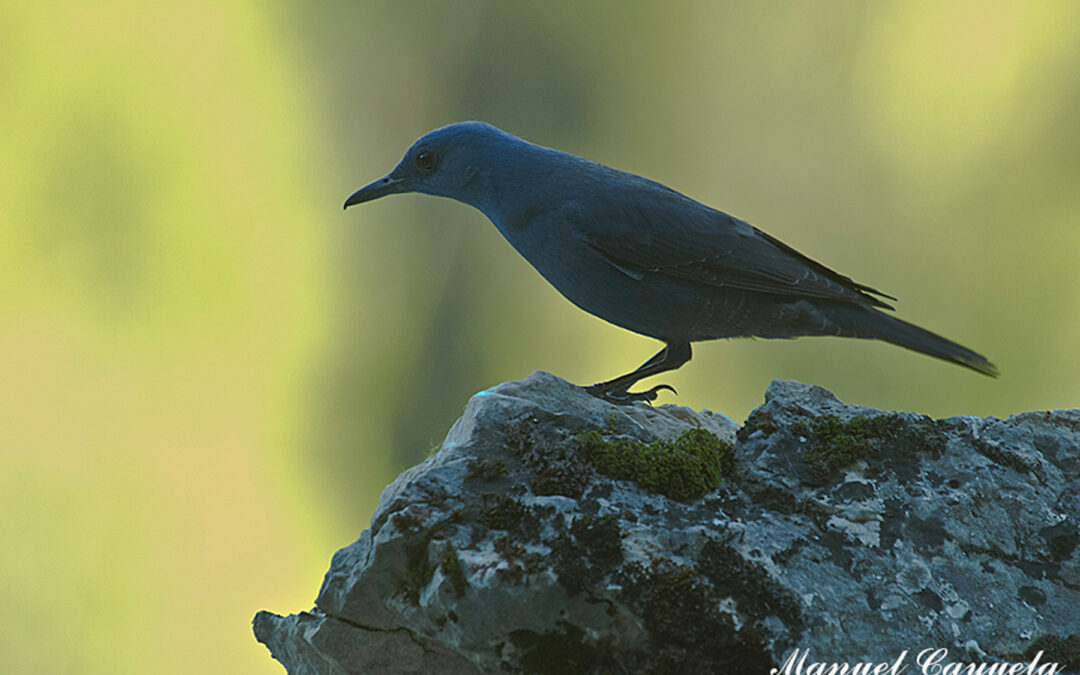 Blue Rock Thrush