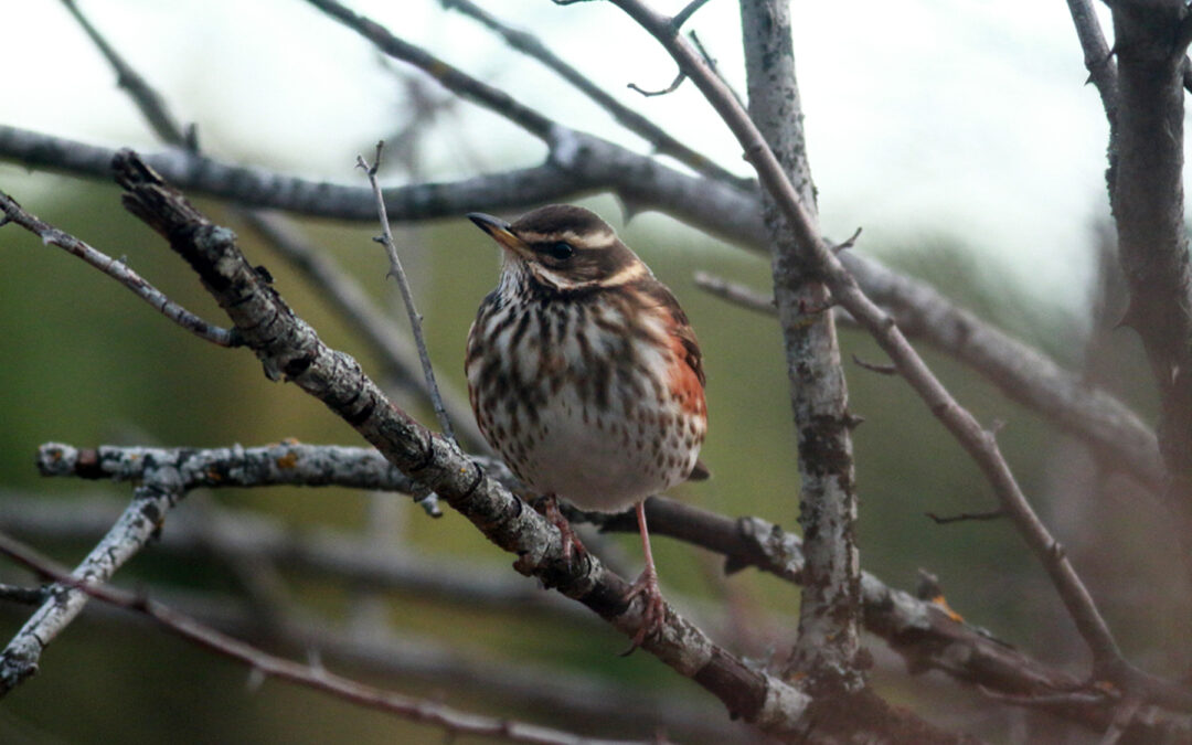 Redwing