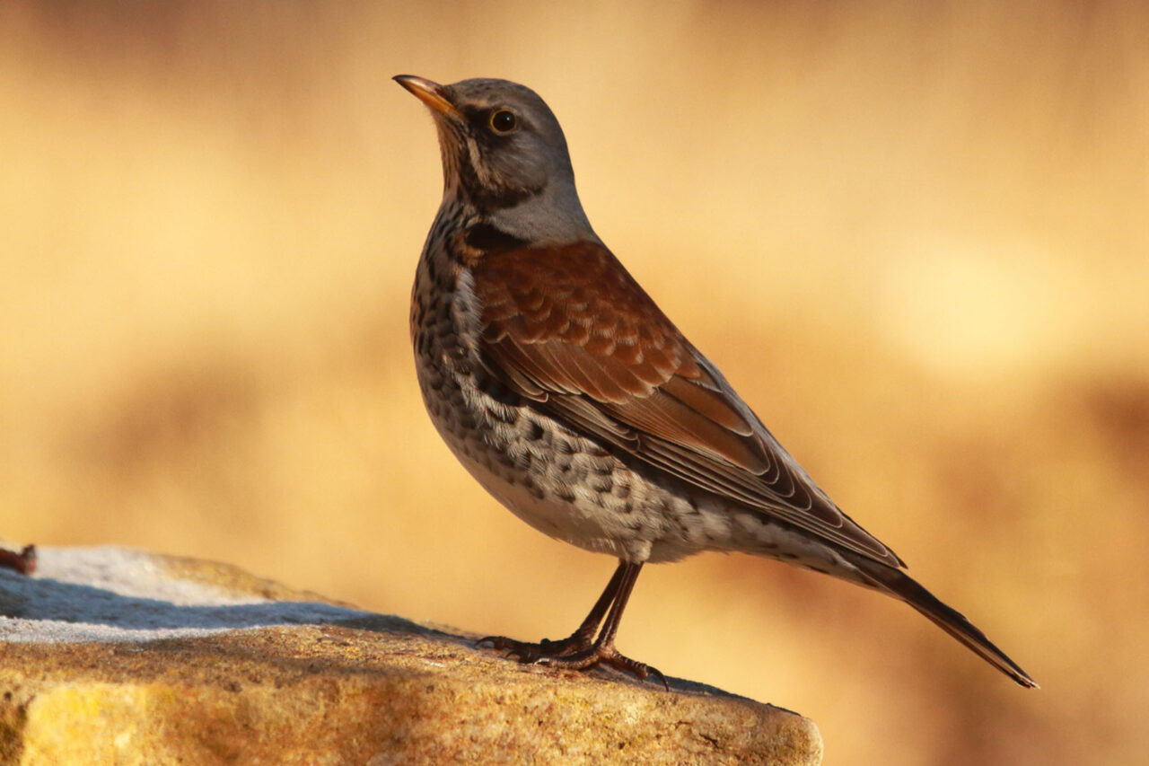 Zorzal real Birding Aragón