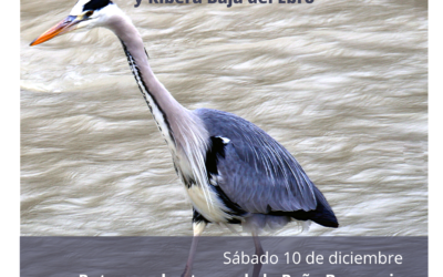 Ruta ornitológica por el entorno de la Peña Bugarreig y el río Matarraña