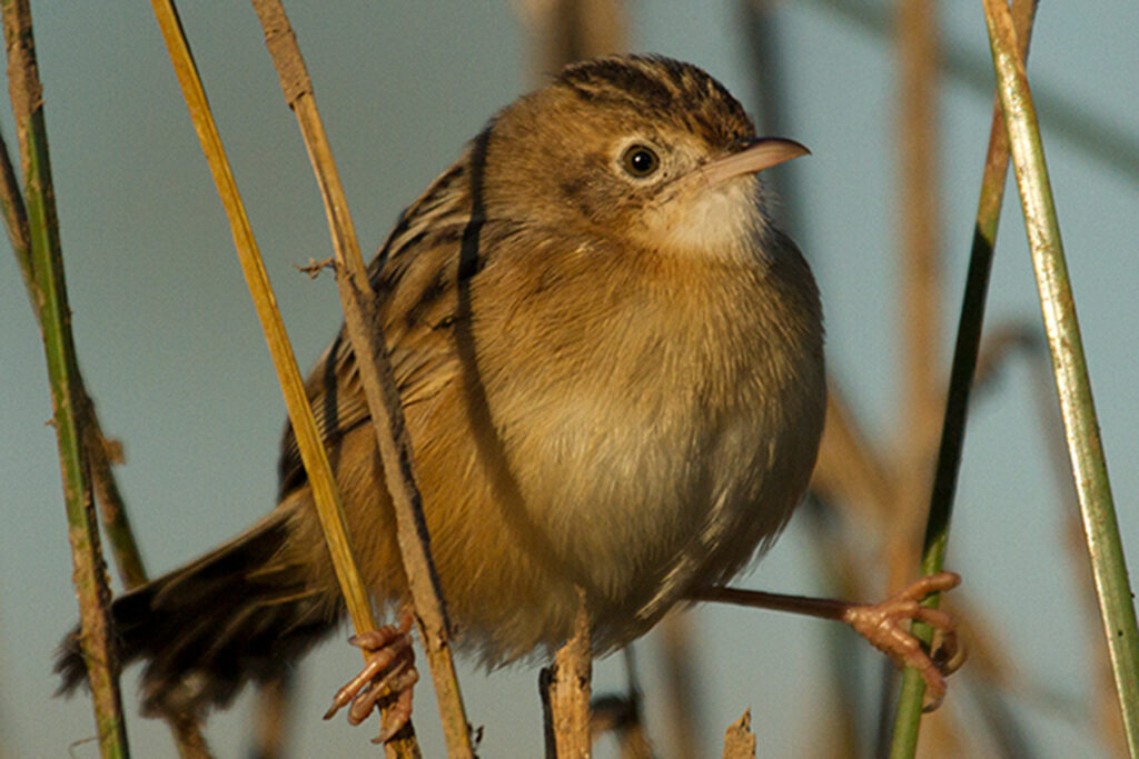 Cistícola buitrón Cisticola juncidis Zitting Cisticola