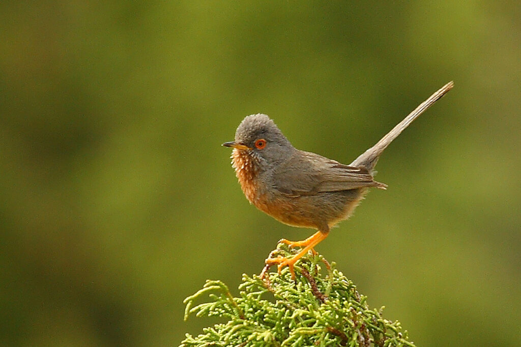 Curruca rabilarga Sylvia undata Dartford Warbler