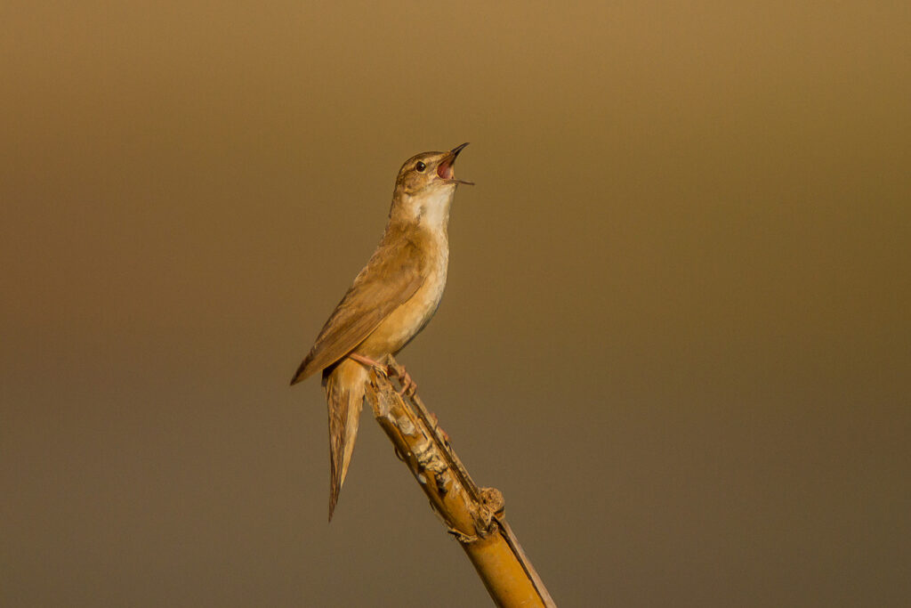 Buscarla unicolor Locustella luscinioides Savi's Warbler