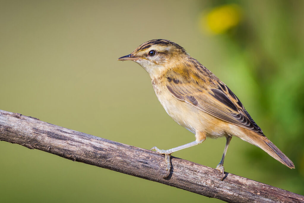 Carricerín común Acrocephalus schoenobaenus Sedge Warbler