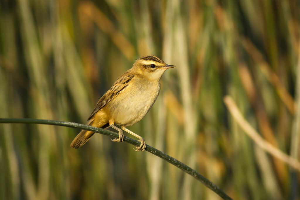 carricerín real Acrocephalus melanopogon Moustached Warbler