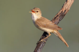 Carricero común Acrocephalus scirpaceus Eurasian Reed Warbler