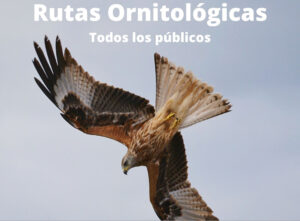 Rutas ornitológicas en las comarcas de Aranda y de Calatayud