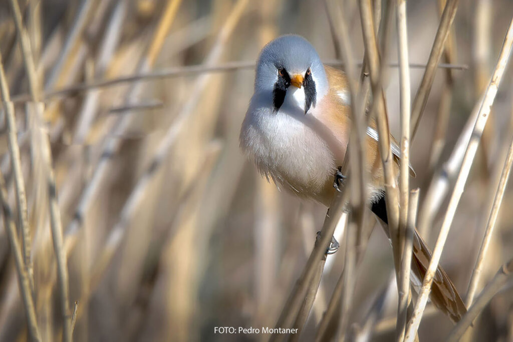 Bigotudo Panurus biarmicus Bearded Reedling