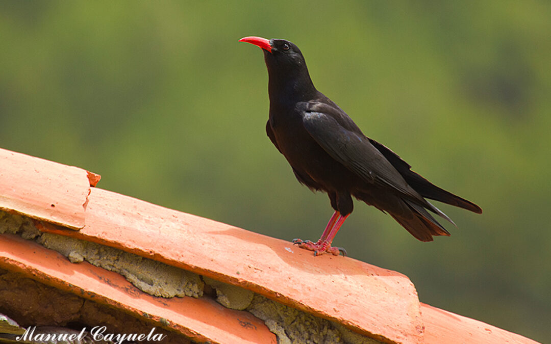 Red-billed Chough