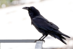 Cuervo grande Corvus corax Northern Raven