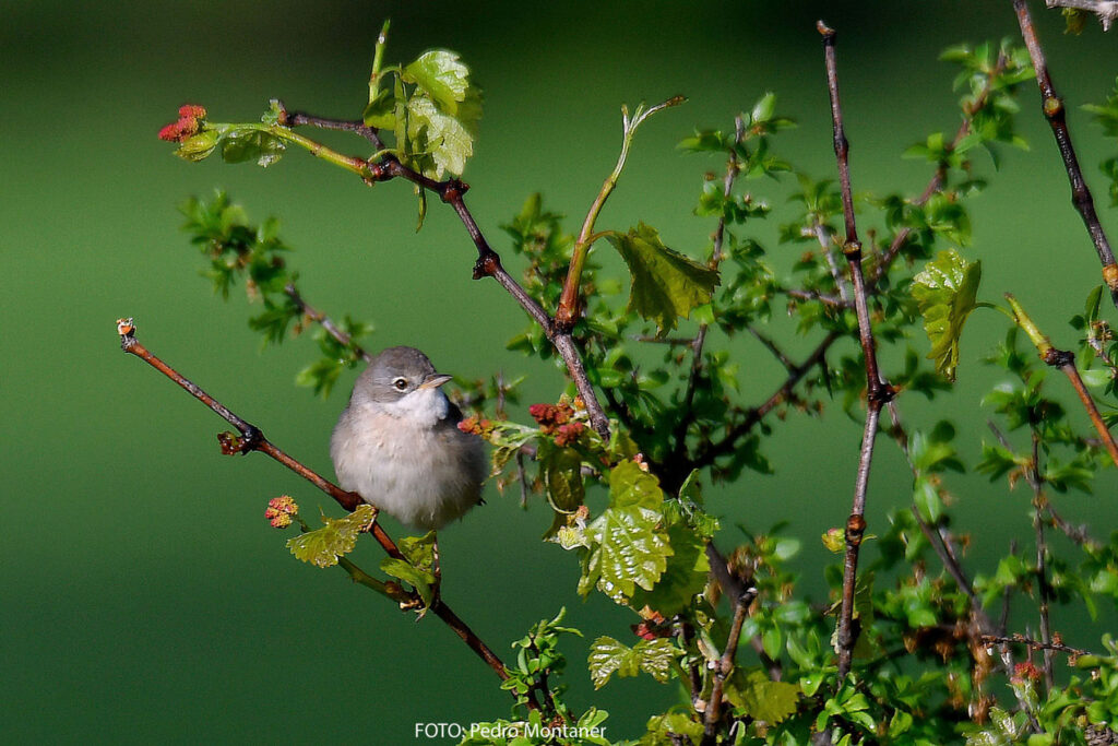 Curruca zarcera Sylvia communis EN: Common Whitethroat