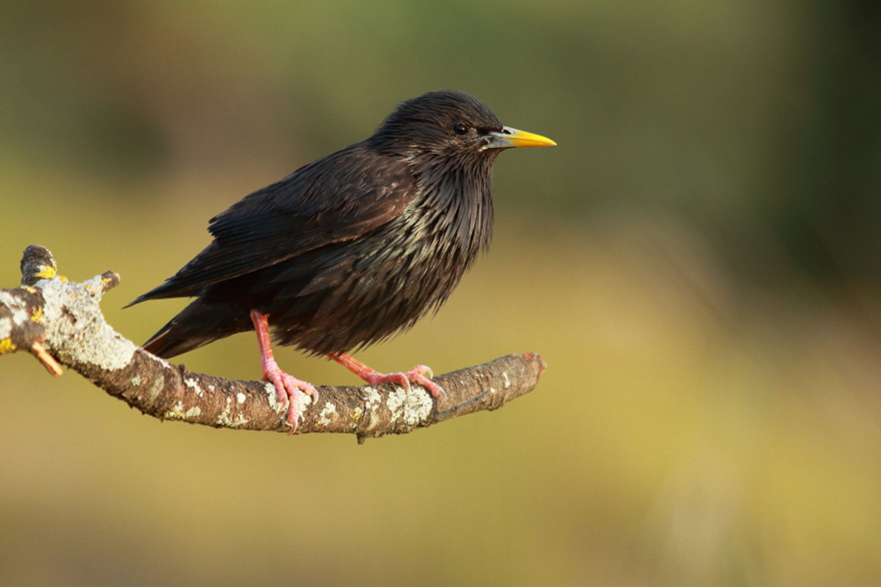 Estornino Negro Birding Arag n