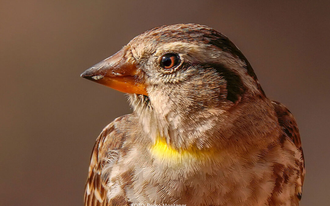 Rock Sparrow