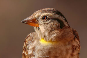Gorrión chillón Petronia petronia Rock Sparrow