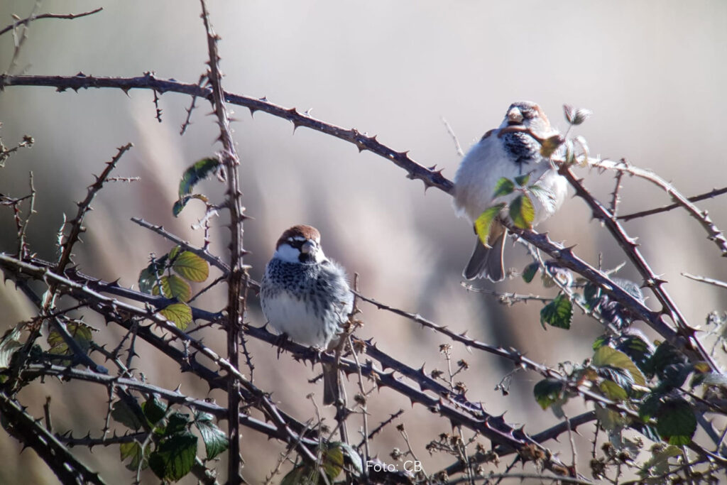 Gorrión moruno Passer hispaniolensis Spanish Sparrow