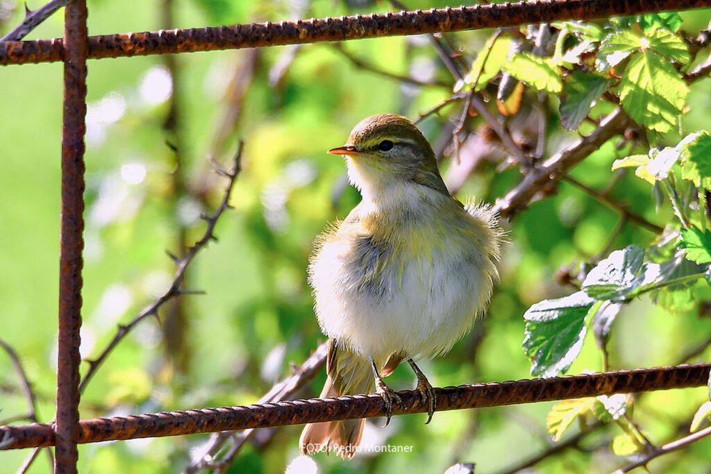 Mosquitero musical Phylloscopus trochilus Willow Warbler